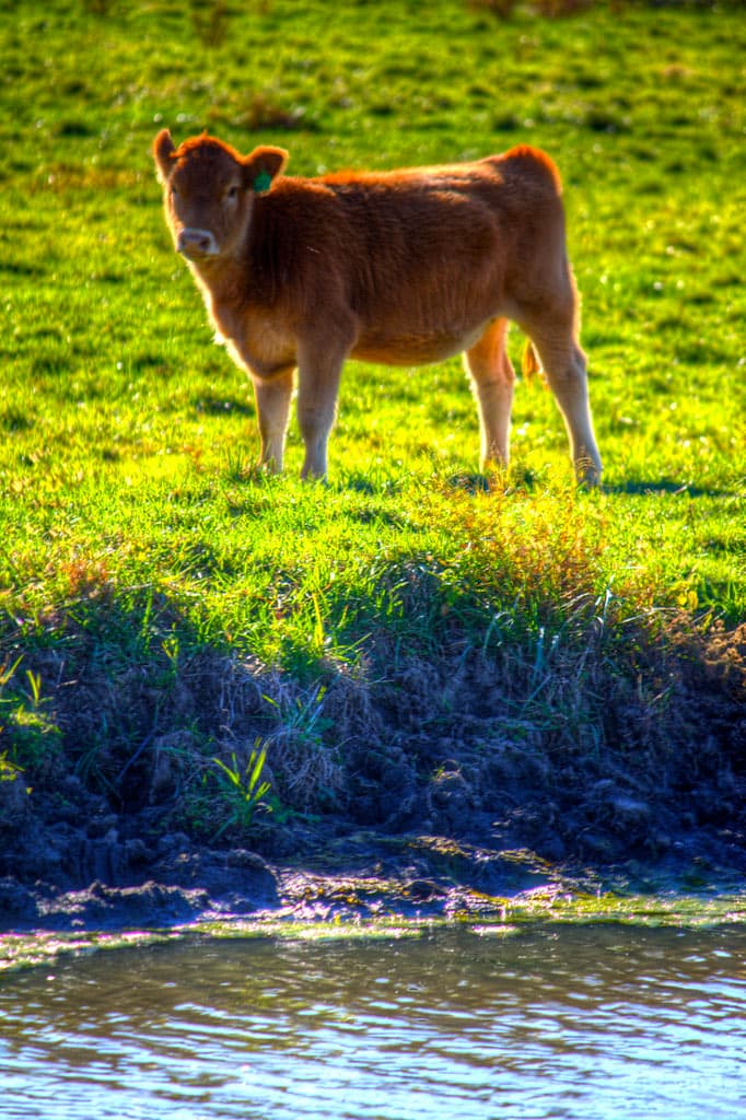 A young calf standing alone in a sunlit green meadow beside water, ears up, looking toward the camera, entirely free.