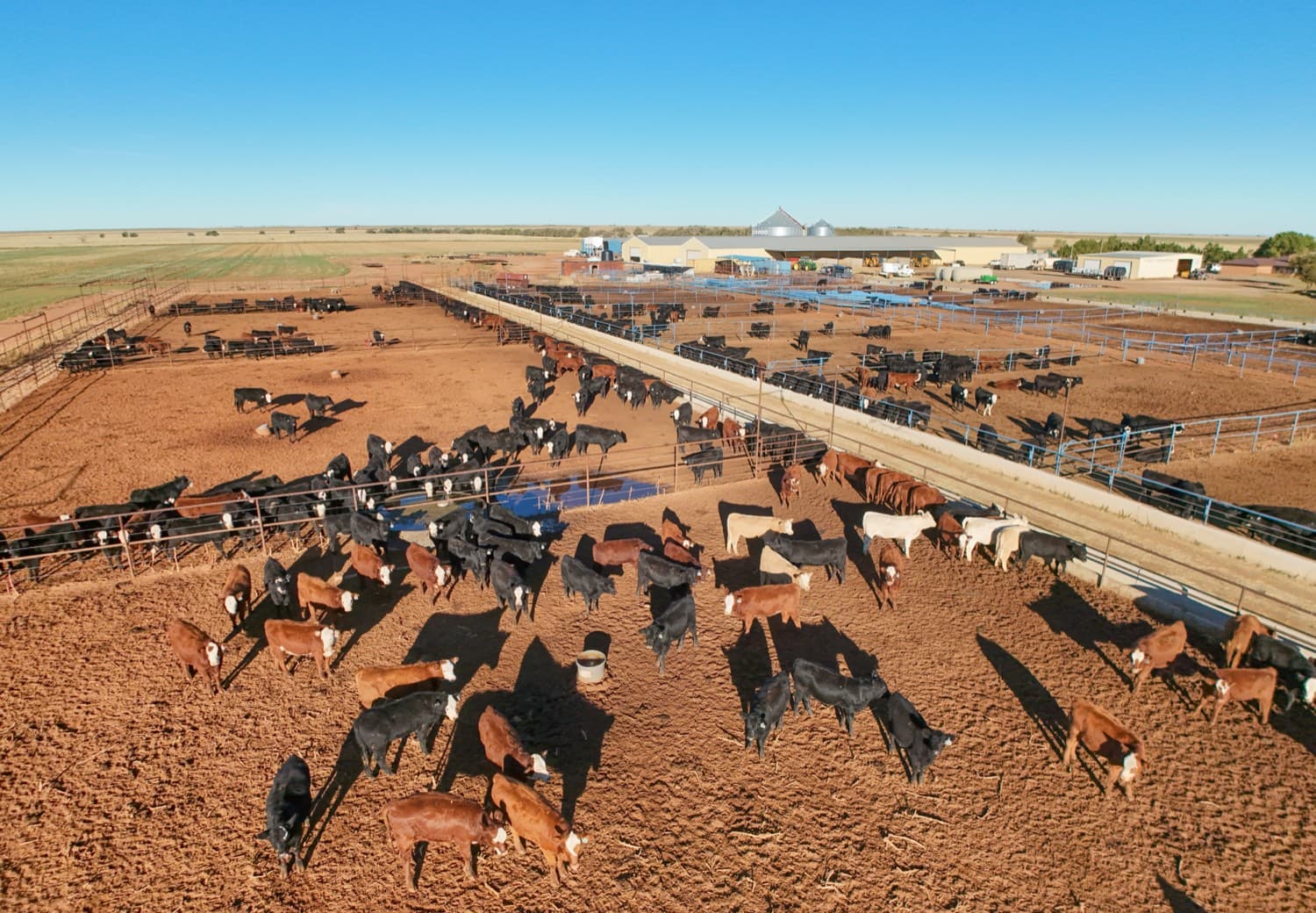 An aerial view of a cattle feedlot: hundreds of cattle packed into bare dirt pens beside feed silos and sheds, with no pasture anywhere in the frame.