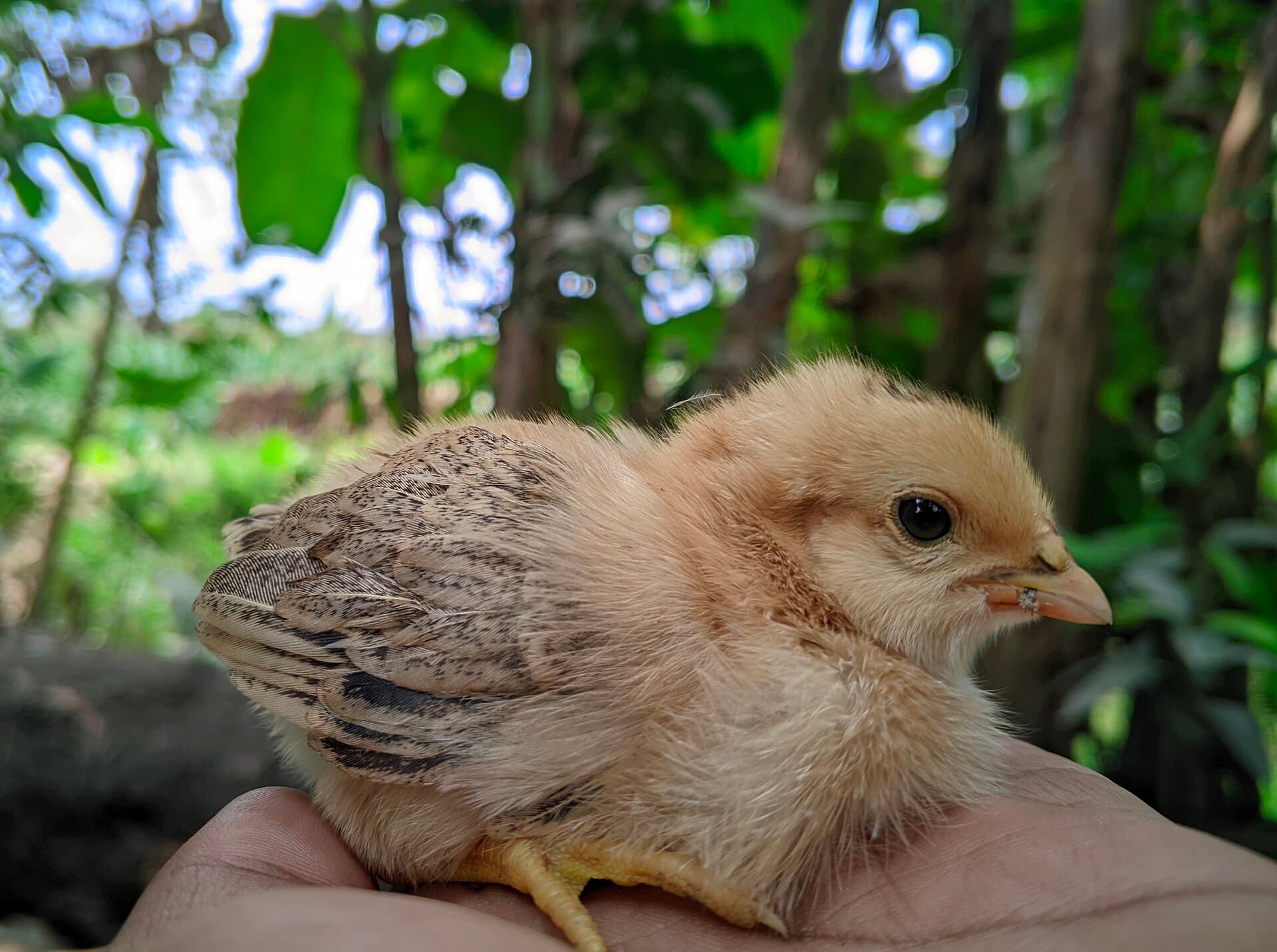 A young chick seen in profile, resting on a person's open palm, pale gold down on his head and speckled brown feathers growing in on his wing.