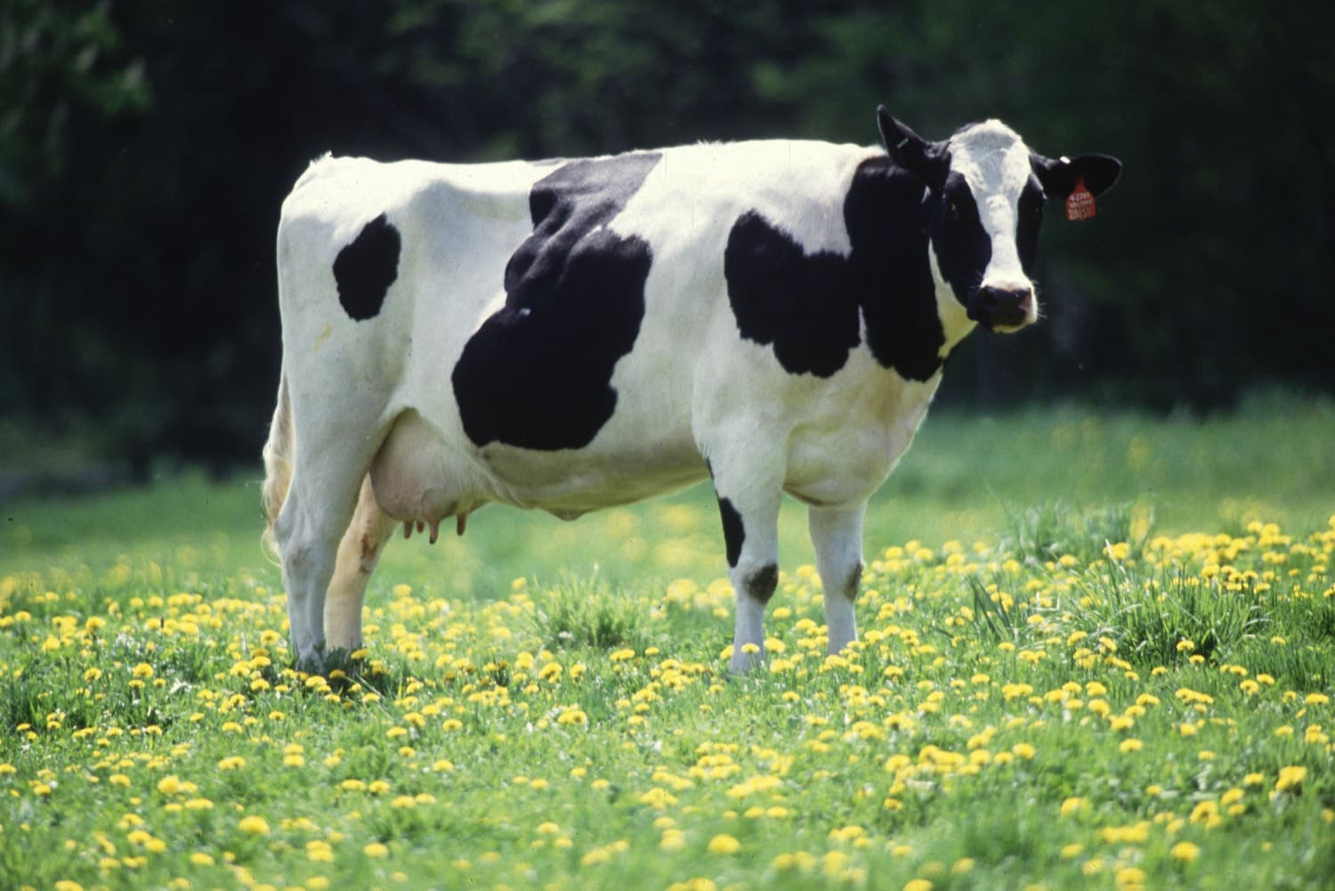 A black-and-white dairy cow standing in a green pasture full of dandelions, looking toward the camera.