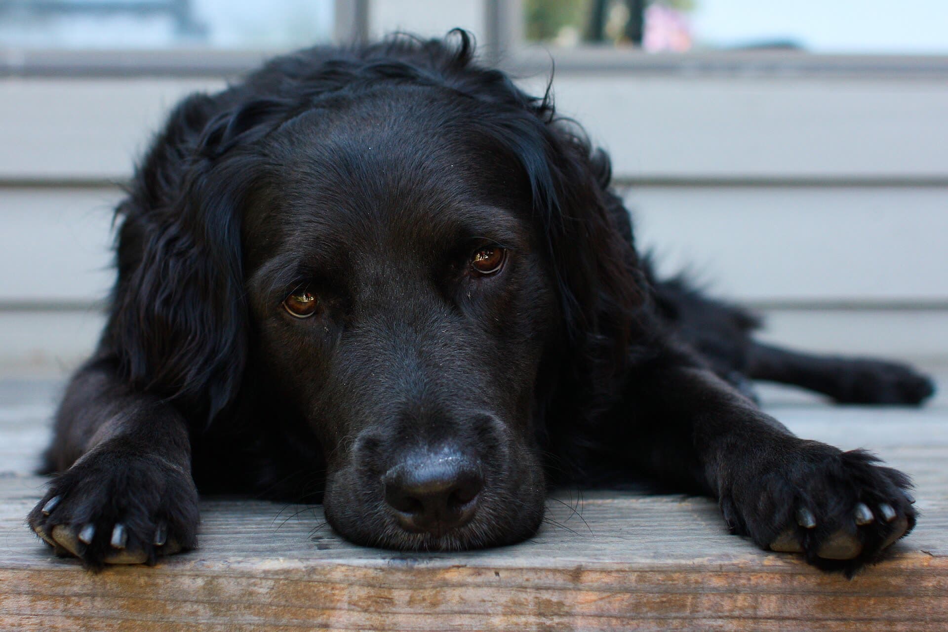 A black long-haired dog lying on a wooden porch, chin on the boards, paws stretched forward, looking straight into the camera.