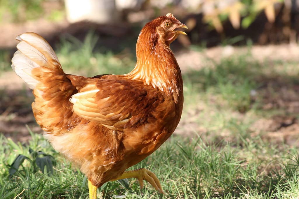 A healthy young hen walking across sunlit grass, full-feathered, one foot raised mid-stride, entirely at ease.