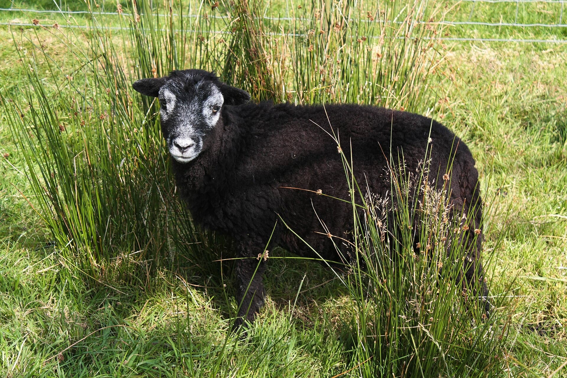 A young black Herdwick lamb standing in tall summer grass, facing the camera directly, ears out, entirely calm.